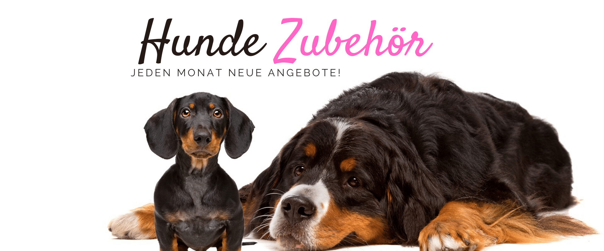 Logo, Hundeliebe-shop.de, hundefutter platinum hundefutter josera hundefutter wolfsblut hundefutter rinti nassfutter rinti hundefutter belcando hundefutter trockenfutter hund wolfsblut trockenfutter royal canin hypoallergenic hund nassfutter hund josera sensiplus welpenfutter hundefutter ohne getreide rinti kennerfleisch fresco hundefutter hypoallergenes hundefutter wolfsblut wild duck real nature hundefutter kaltgepresstes hundefutter getreidefreies hundefutter orijen hundefutter wow hundefutter wildes land hundefutter xantara hundefutter select gold hundefutter belcando trockenfutter platinum trockenfutter crave hundefutter hundefutter getreidefrei terra canis nassfutter happy dog hundefutter anifit nassfutter aldi hundefutter bellfor hundefutter the good stuff hundefutter josera ente kartoffel lakefields hundefutter acana hundefutter wolfsblut nassfutter rocco hundefutter pedigree nassfutter zooroyal hundefutter wolfsblut puppy vollmers hundefutter naturavetal hundefutter defu hundefutter veganes hundefutter hunde nassfutter hundetrockenfutter belcando futter mjamjam hundefutter rinti sensible gutes hundefutter futalis hundefutter bosch hundefutter test trockenfutter josera ente kartoffel 15 kg barf futter diätfutter hund, hundeleine flexileine schleppleine hund retrieverleine biothane schleppleine hundeleine leder flexi leine 8m flexi leine 10m hunter leine tauleine hunter leinen lederleine hund joggingleine hund hundeleine flexi hunter hundeleine moxonleine führleine hund fettlederleine hundeleine geflochten hundeleine tau schleppleine für hunde hundeleine für große hunde paracord leine paracord hundeleine, hundehalsband zeckenhalsband hund antibellhalsband anti bell halsband antibell halsband scalibor halsband seresto halsband lederhalsband hund, Katzenfutter, Hundezubehör, Katzenzubehör, Aquarien,