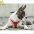 Step In Hundegeschirr Chiara Diamond