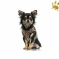 Step In Hundegeschirr Leo Noox