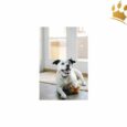 P.L.A.Y. Hundespielzeug Burger