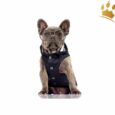 Milk & Pepper Hunderegenmantel Barbord Navyblau