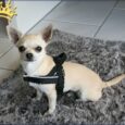 Jack-B Hundegeschirr Braun Dots