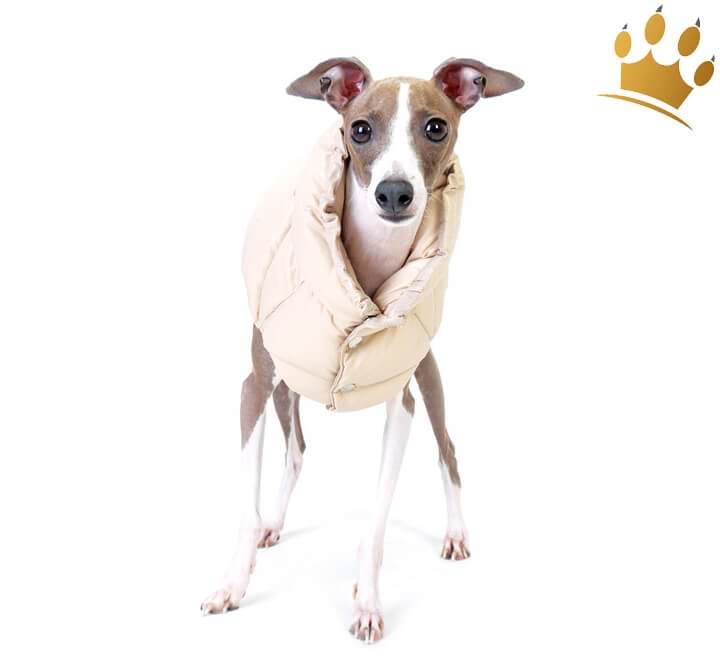 PuppyangelmantelbeigeHund_1280x1280