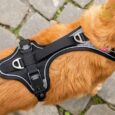 Curli Magnetic Belka Comfort Schwarz