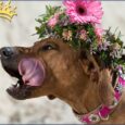 Hundehalsband Blütenmeer Pink