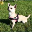 Jack-B Hundegeschirr Braun Dots