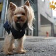 Puppy Angel Hundemantel Luxury Faux Down Navy