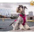Dog Copenhagen Hundegeschirr V2 Comfort Walk (Pro) Wild Rose