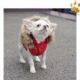 Puppyangel Hundeweste Double Down Hood Rot