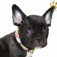 Hundehalsband Retro-Look Multi