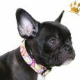 Hundehalsband Retro-Look Multi