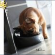 Hundefressnapf Gamelle Songe