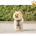 Step In Hundegeschirr Chiara Diamond
