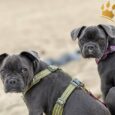 Dog Copenhagen Hundegeschirr V2 Walk Air Hunting Green