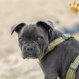 Dog Copenhagen Hundegeschirr V2 Walk Air Hunting Green