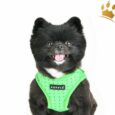 Puppia Step-In Geschirr Bonnie Grün