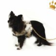 Hundesoftgeschirr Artic Fur Black