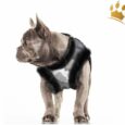 Milk & Pepper Step In Hundegeschirr Ollie