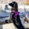 Dog Copenhagen Comfort Walk Go Purple Passion
