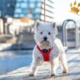 Dog Copenhagen Comfort Walk Go Red