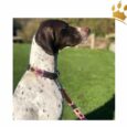 Kipita Hundehalsband Gentle