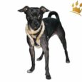 Softgeschirr Fur Black Star