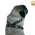 Mopsgeschirr Leder Deluxe Rosa Pearl