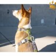 Dog Copenhagen Hundegeschirr V2 Comfort Walk (Pro) Hunting Green