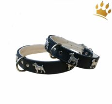 hundehalsband jack russel s 1280x1280