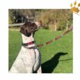 Kipita Hundleine Classic 140cm