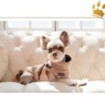 Puppia Hundemantel MOUNTAINEER II Beige
