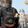 Hunderucksack Travel