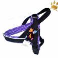 Jack-B Hundegeschirr Lila Dots