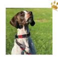 Kipita Hundehalsband Classic