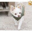 Puppy Angel Army Barmy Military Grün