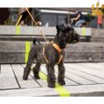Dog Copenhagen Hundegeschirr V2 Walk Air Orange Sun