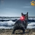 Orbiloc Leuchtbutton Dog Dual Rot