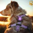Orbiloc Lichtbutton Dog Dual Purple