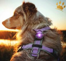orbiloc Hund Purpel 1280x1280
