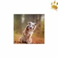 Orbiloc Leuchtbutton Dog Dual Amber