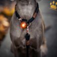 Orbiloc Leuchtbutton Dog Dual Amber