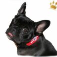 Hundehalsband Pirat Skull