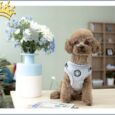 Puppia Step-In Geschirr Pia verstellbar Grau