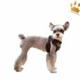 Puppia Step-In Geschirr Crayon verstellbar Braun