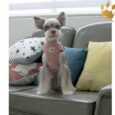 Puppia Step-In Geschirr Classy verstellbar Peach
