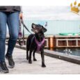 Dog Copenhagen Hundegeschirr V2 Comfort Walk (Pro) Purpel Passion