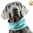 Hunde-Loop Schal Schickobello Petrol