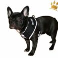 Softbrustgeschirr Black Pearl Pirate