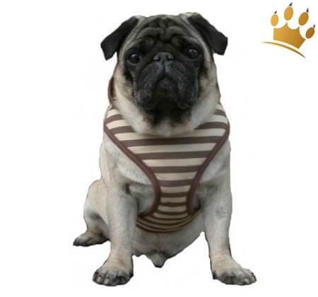 Günstig Softgeschirr Barcelona Braun in unserem Hundeshop im Preisvergleich kaufen.