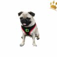 Softgeschirr Lucky Dogs